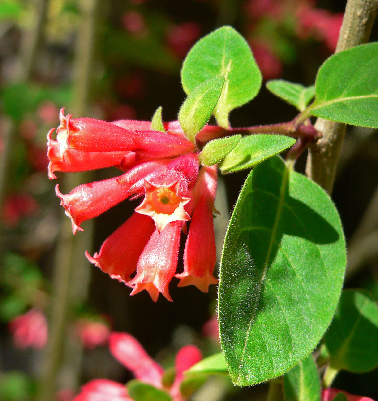 صورة Cestrum fasciculatum (Schltdl.) Miers