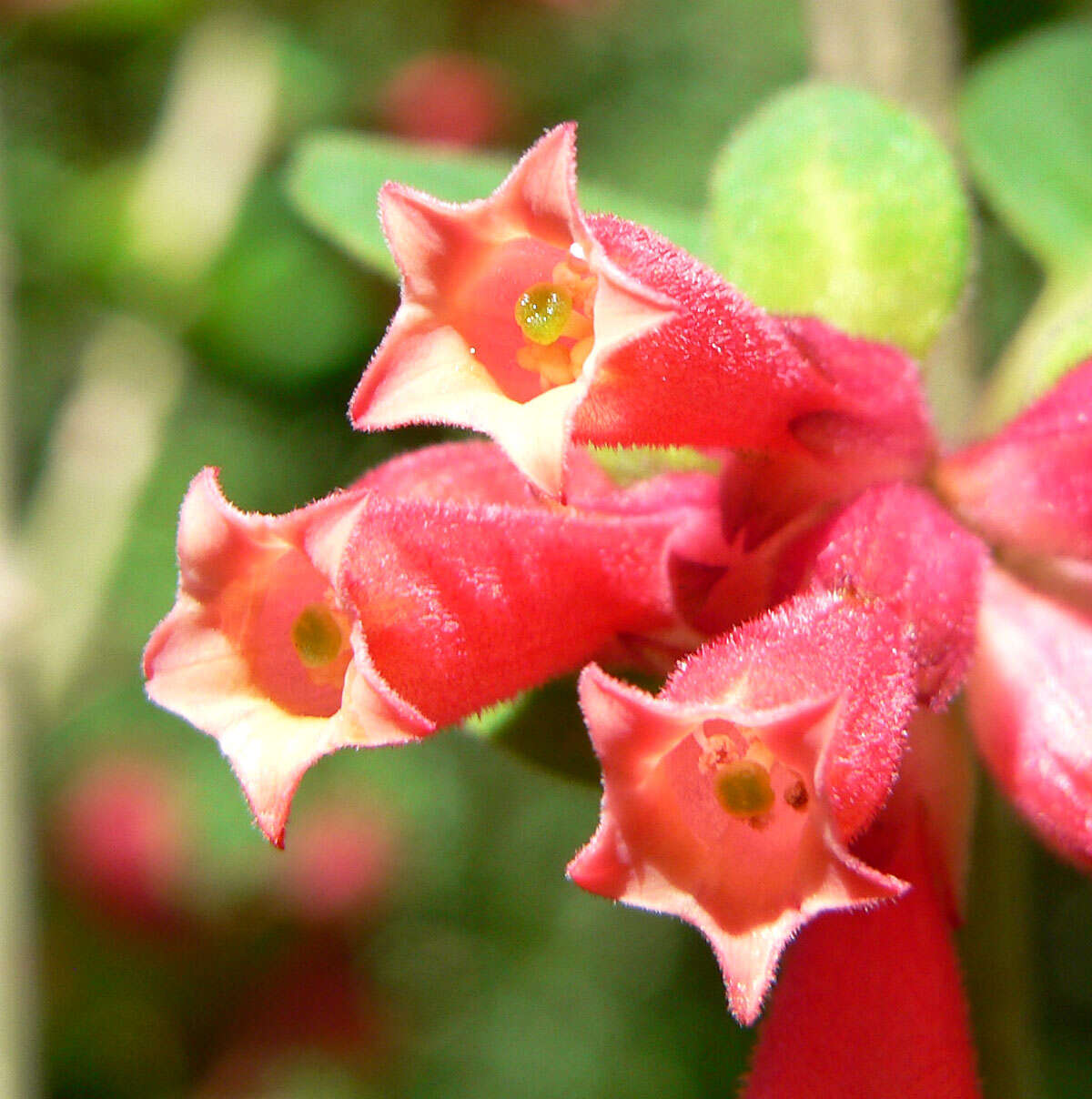 صورة Cestrum fasciculatum (Schltdl.) Miers