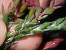 Image of Darwinia speciosa (Meissner) Benth.