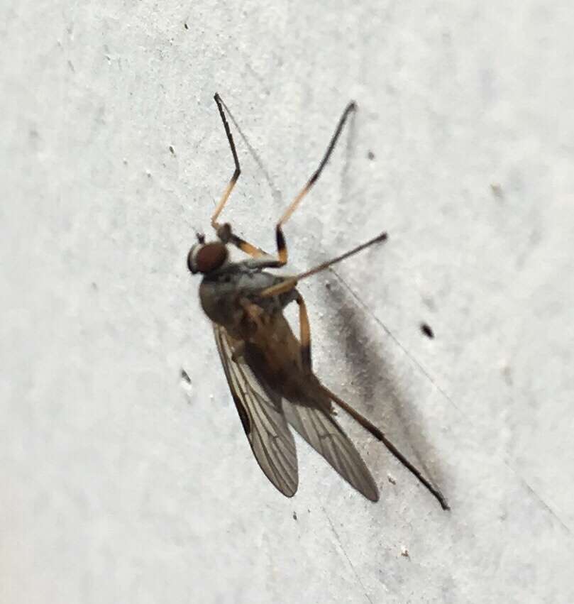 Image of Small Fleck-winged Snipe Fly