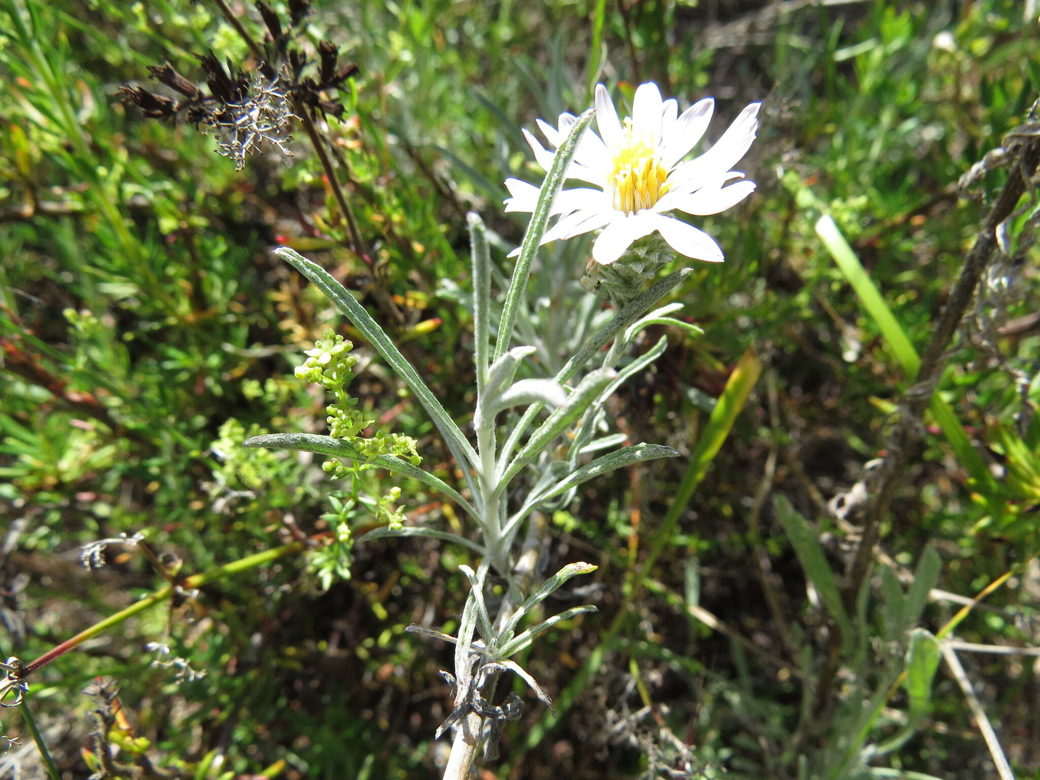 Image of Corethrogyne filaginifolia var. linifolia H. M. Hall