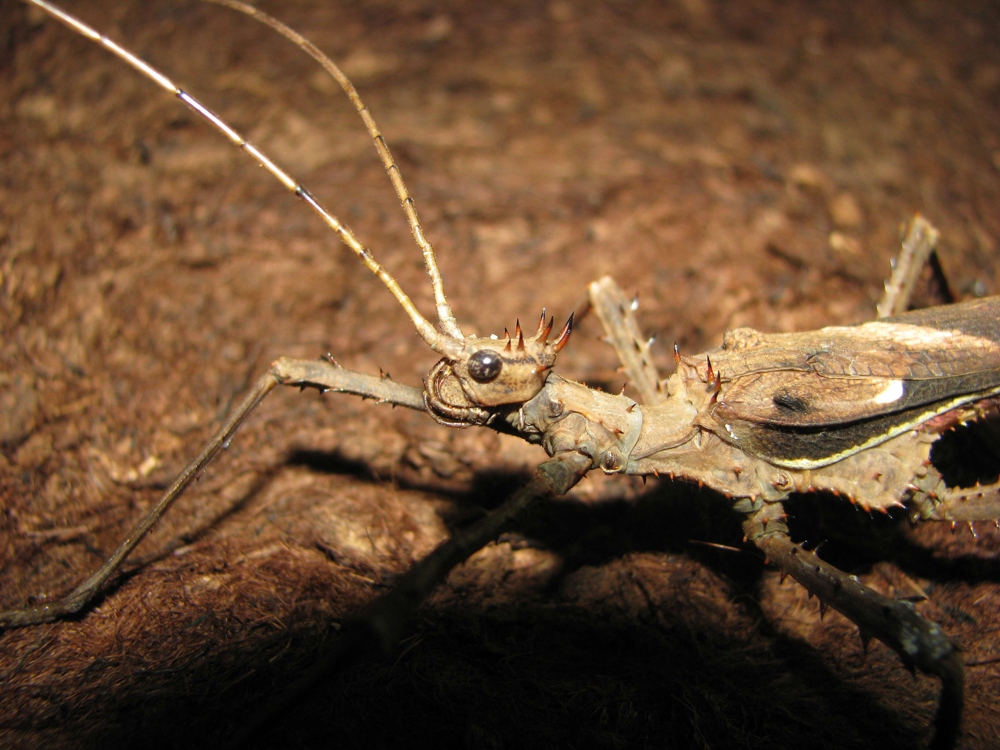 Image of Heteropteryx