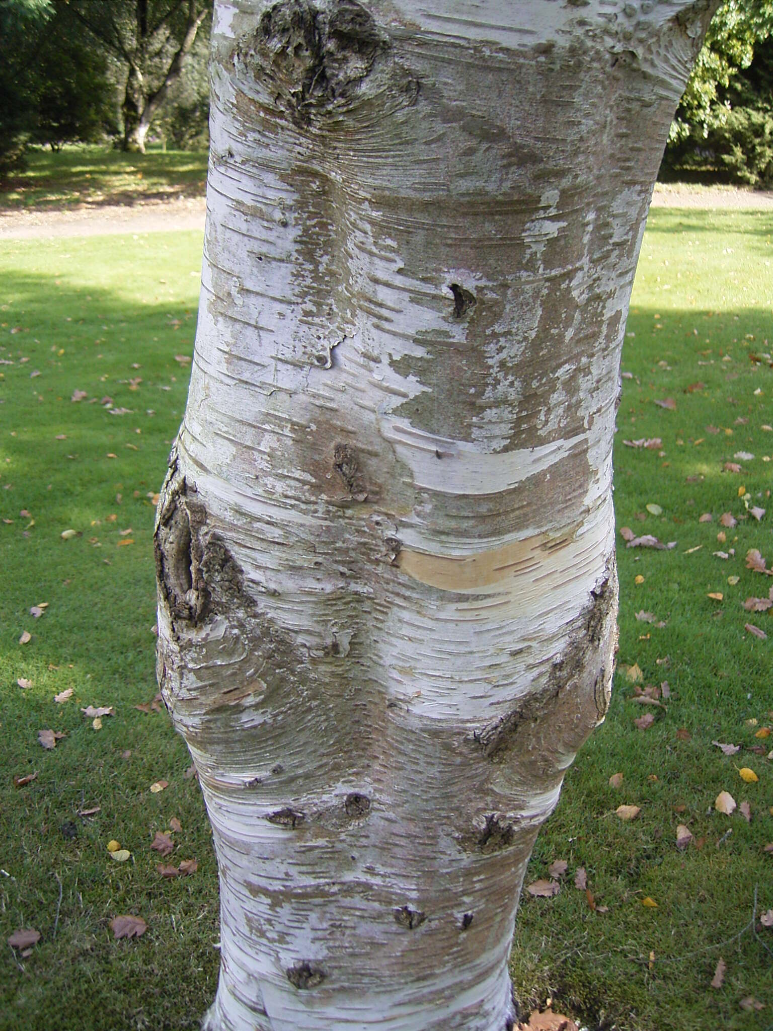 Image of Chinese red birch