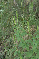 Image of Yellow Giant Hyssop