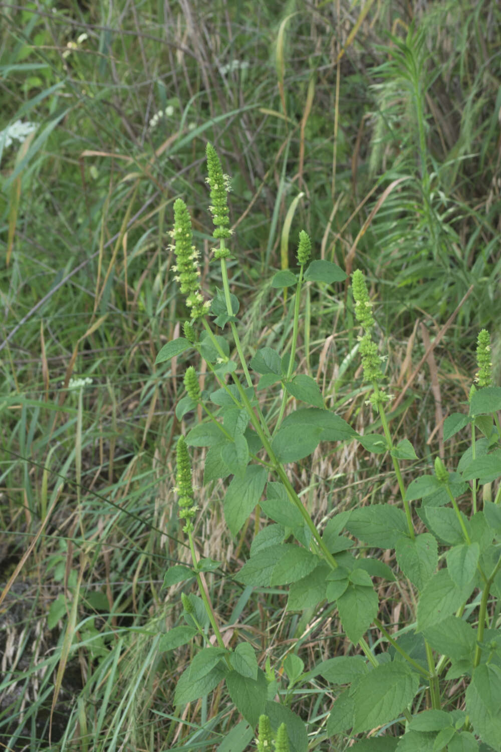 Image of Yellow Giant Hyssop