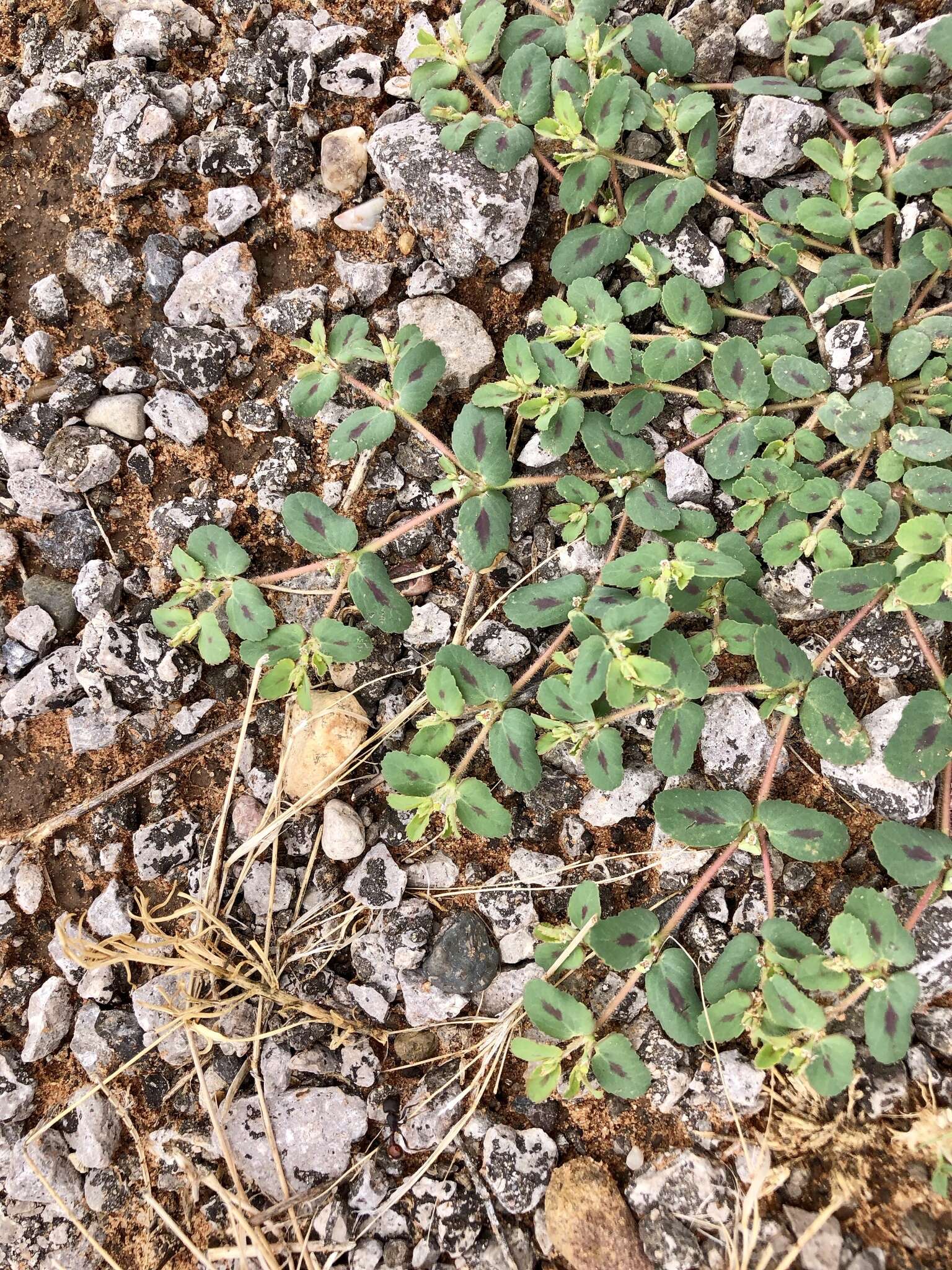 Image of sawtooth sandmat