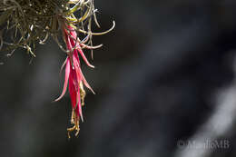 Image of Tillandsia erubescens var. arroyoensis W. Weber & Ehlers