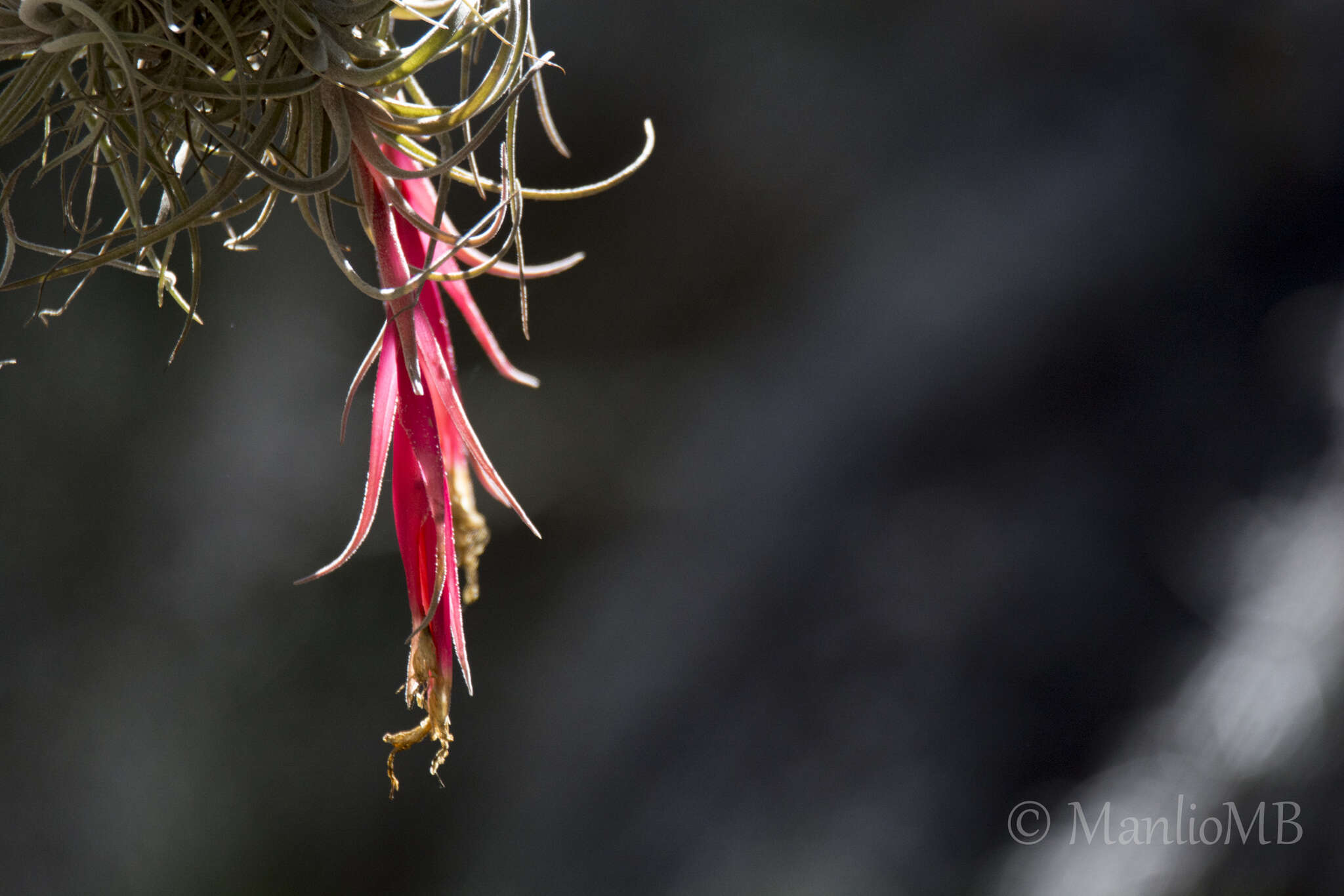 Imagem de Tillandsia erubescens var. arroyoensis W. Weber & Ehlers