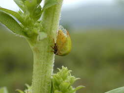 Image of Stictocephala lutea Walker