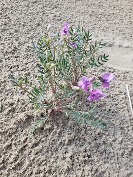 Image of Oxytropis kobukensis