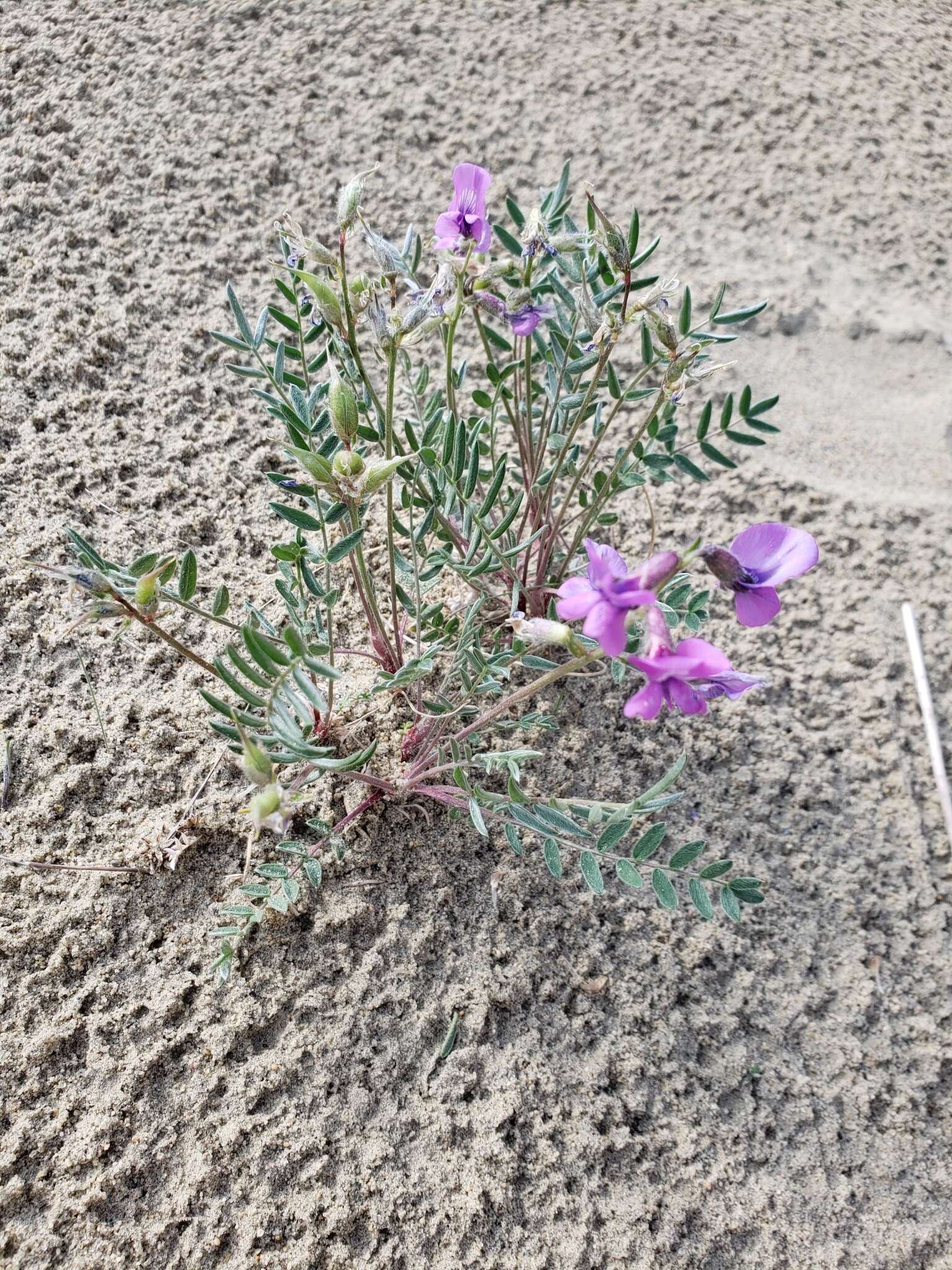 Image of Oxytropis kobukensis