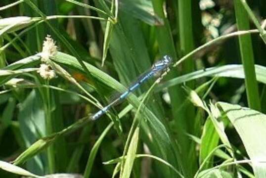 Image of Austrocoenagrion Kennedy 1920