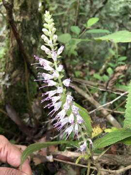 Image of Collinsonia macrobracteata (Masam.) Harley