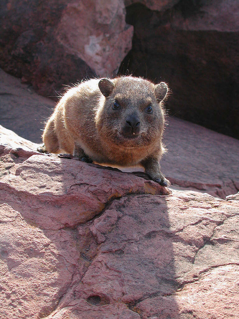 Image of Procavia capensis welwitschii (Gray 1868)