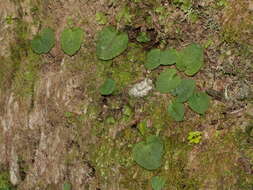 Image de Corybas oblongus (Hook. fil.) Rchb. fil.