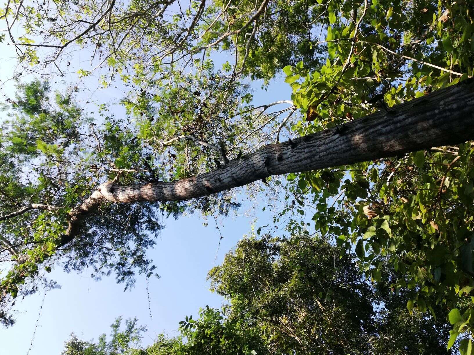 Слика од Vachellia hindsii (Benth.) Seigler & Ebinger