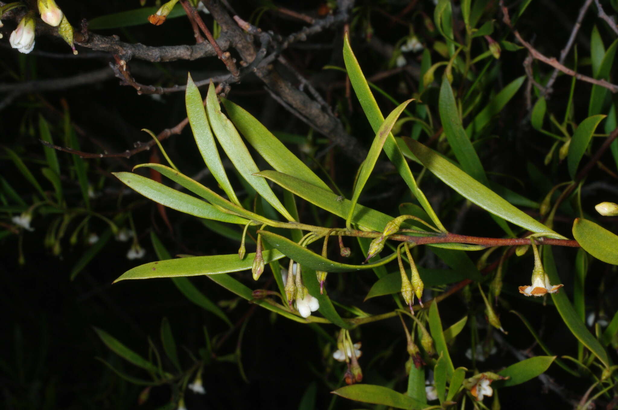 Image de Eremophila deserti (Cunn. ex Benth.) R. J. Chinnock