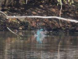 Image of Alcedo Linnaeus 1758