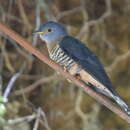 Image of Sunda Cuckoo