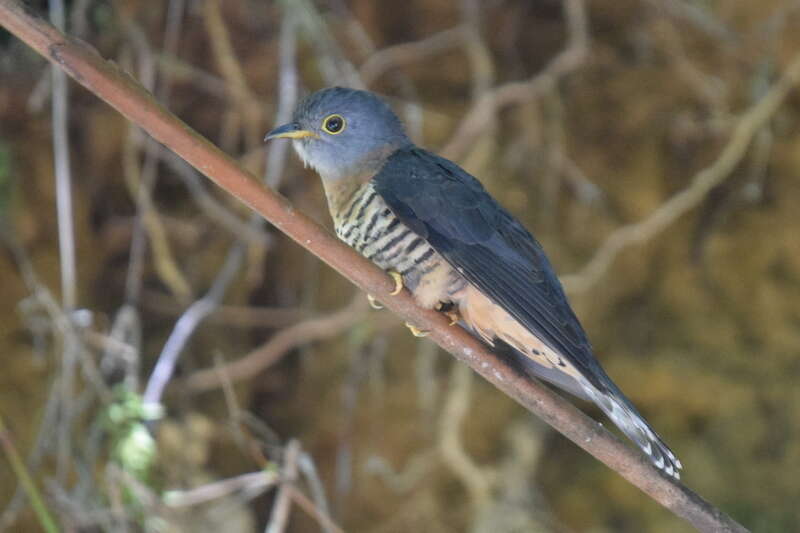 Image of Sunda Cuckoo
