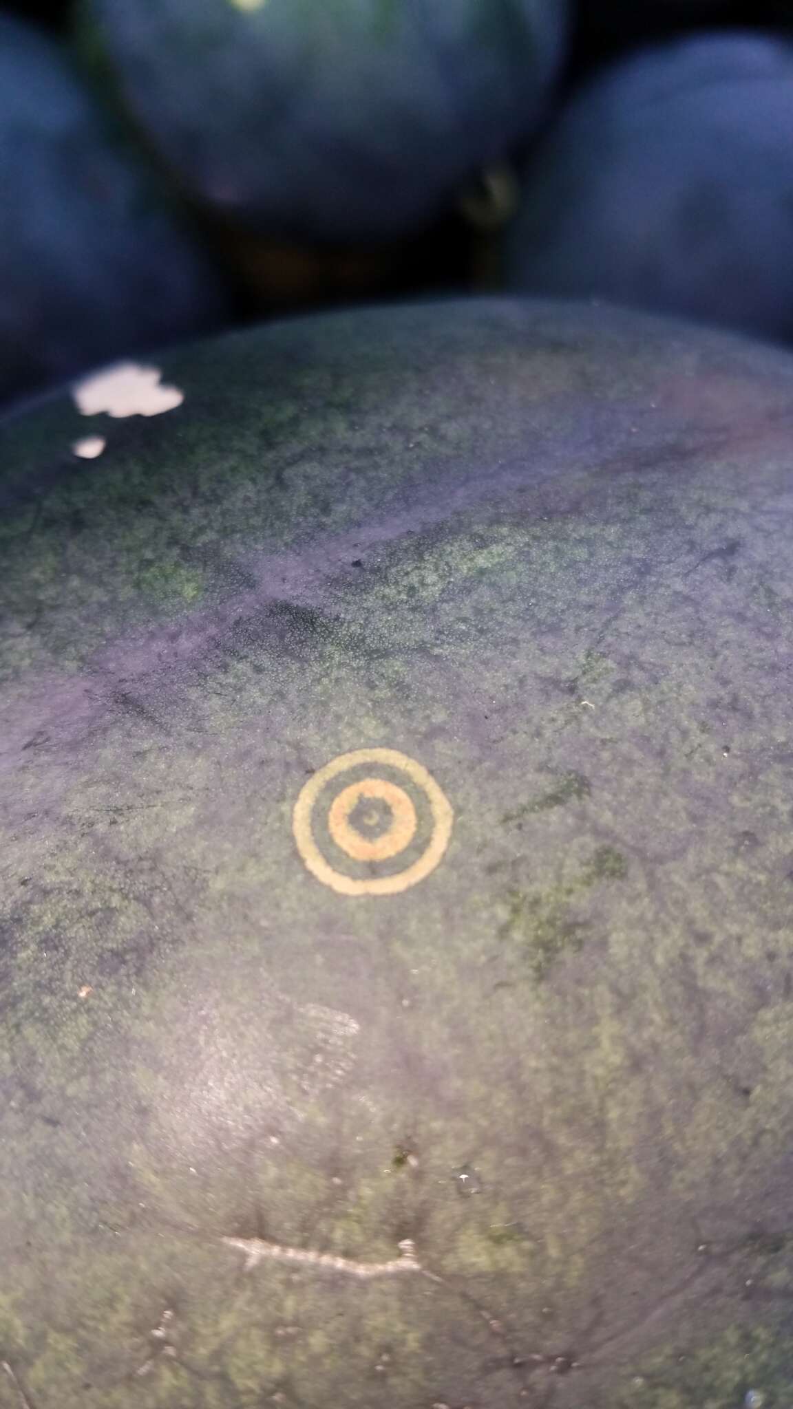 Image of Watermelon mosaic virus