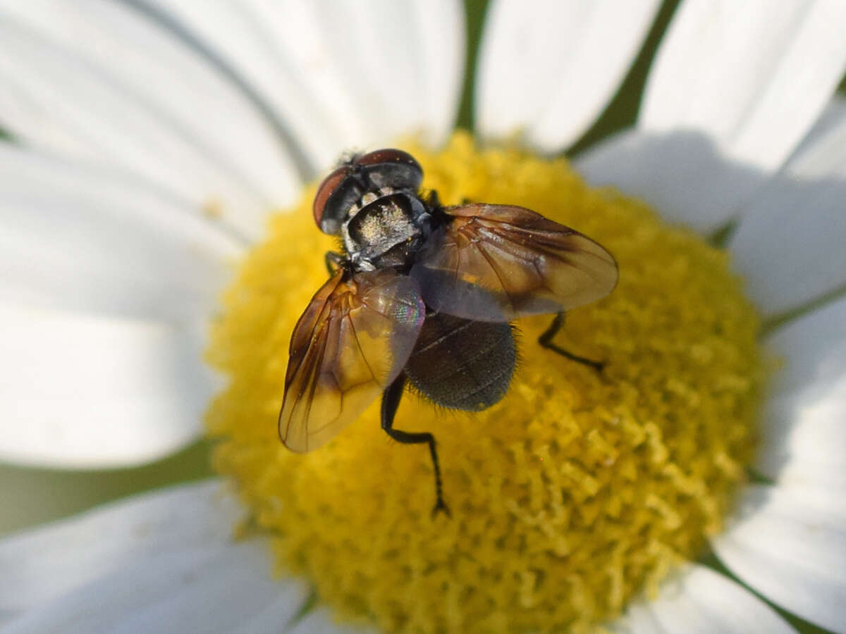 Image of Phasia obesa (Fabricius 1798)