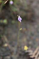Image of Utricularia arenaria A. DC.
