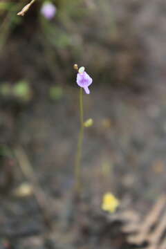 Image of Utricularia arenaria A. DC.