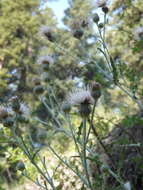 Cirsium cymosum var. canovirens (Rydb.) D. J. Keil的圖片