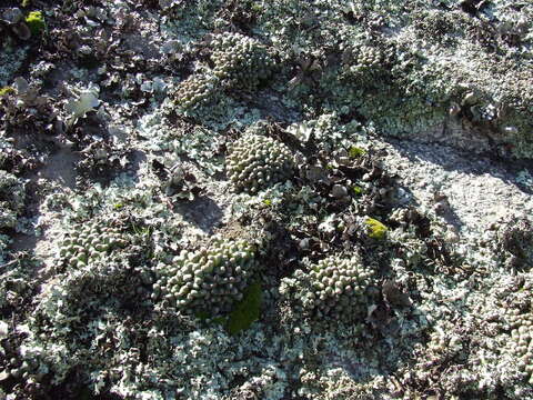 Image of Conophytum turrigerum (N. E. Br.) N. E. Br.