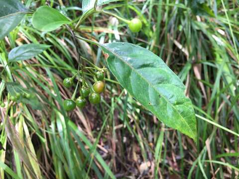 Image of green nightshade