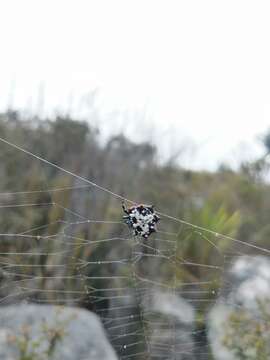 Image de Isoxya cicatricosa (C. L. Koch 1844)