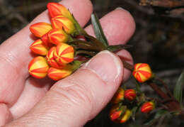 Image de Gentianella hyssopifolia (Kunth) Fabris