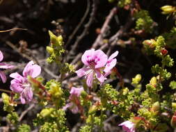 Image of Pelargonium englerianum Knuth