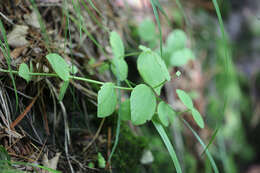 Imagem de Hylotelephium ussuriense (Komarov) H. Ohba