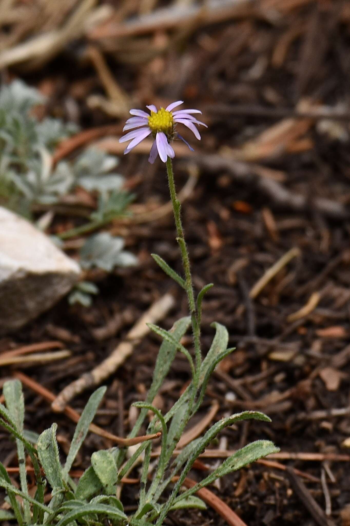 Image of <i>Erigeron <i>clokeyi</i></i> var. clokeyi