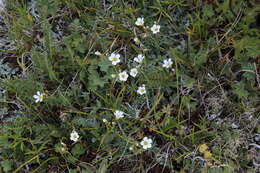 Image of Cherleria circassica (Albov) A. J. Moore & Dillenb.