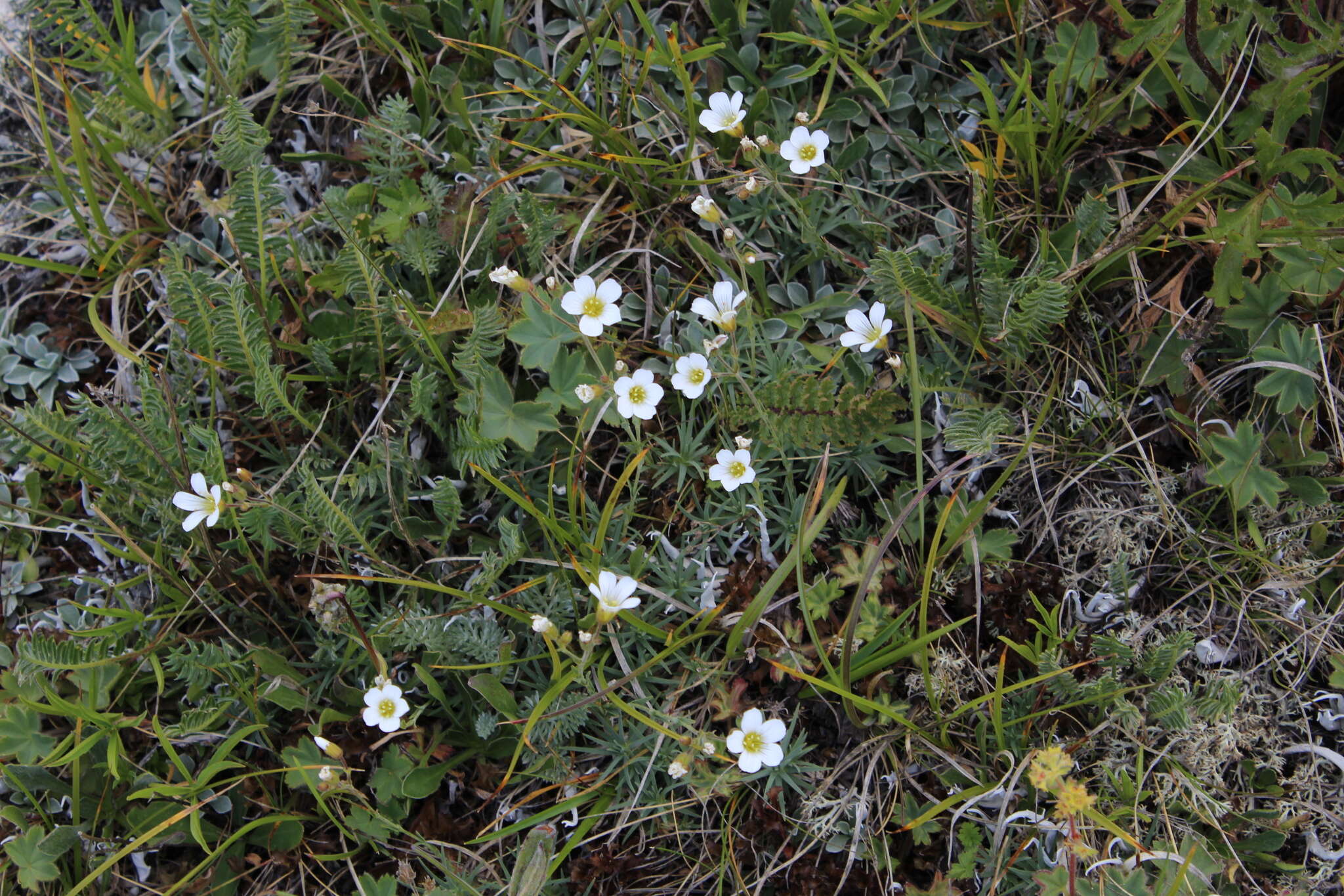 Cherleria circassica (Albov) A. J. Moore & Dillenb.的圖片