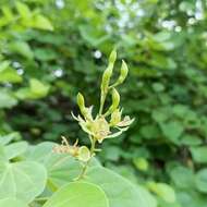 Imagem de Bauhinia racemosa Lam.