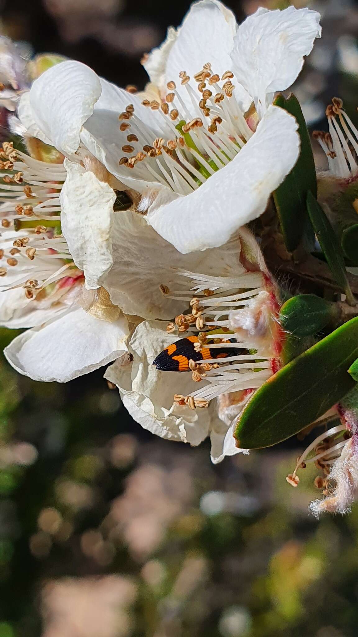 Sivun Castiarina flavopicta (Boisduval 1835) kuva