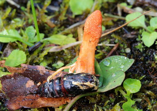 Image of Cordyceps militaris (L.) Fr. 1818