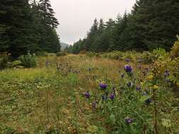 صورة Gentiana clausa Raf.