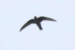 Image of American Black Swift