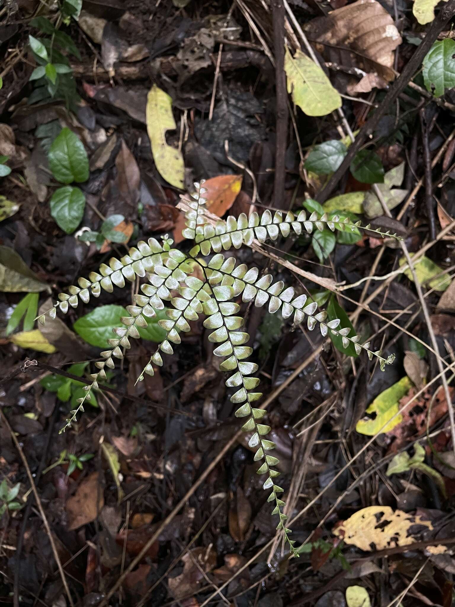 Adiantum pyramidale (L.) Willd.的圖片