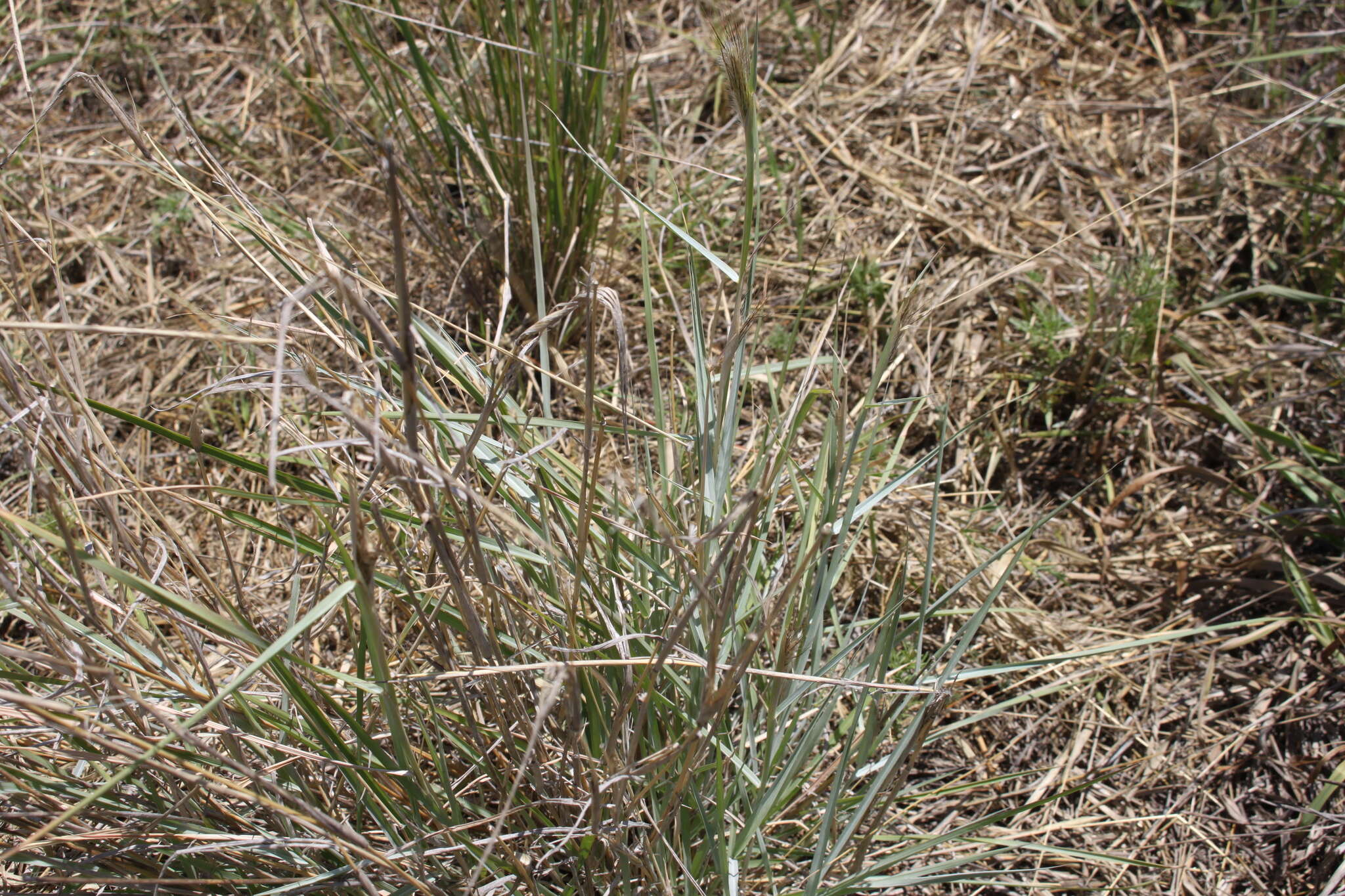 Image de Dichanthium sericeum subsp. sericeum