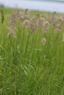 Image of Calamagrostis extremiorientalis (Tzvelev) Prob.