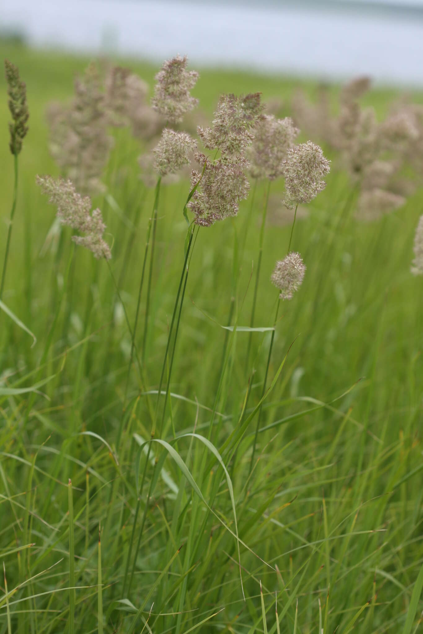 Image of Calamagrostis extremiorientalis (Tzvelev) Prob.