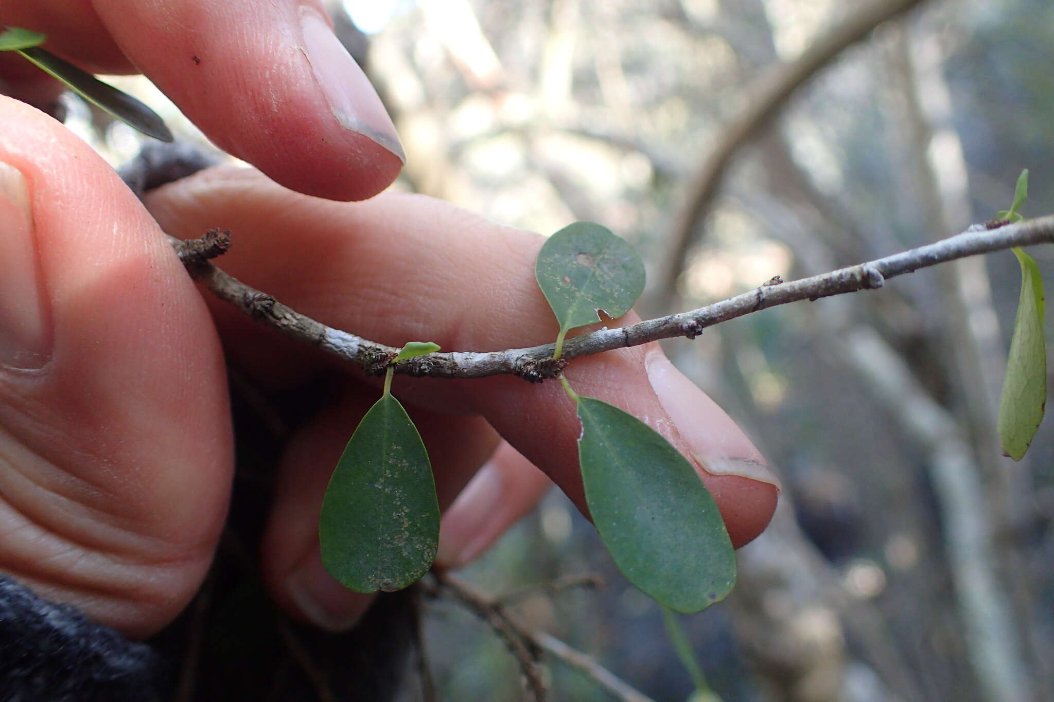 Image of Flueggea verrucosa (Thunb.) G. L. Webster