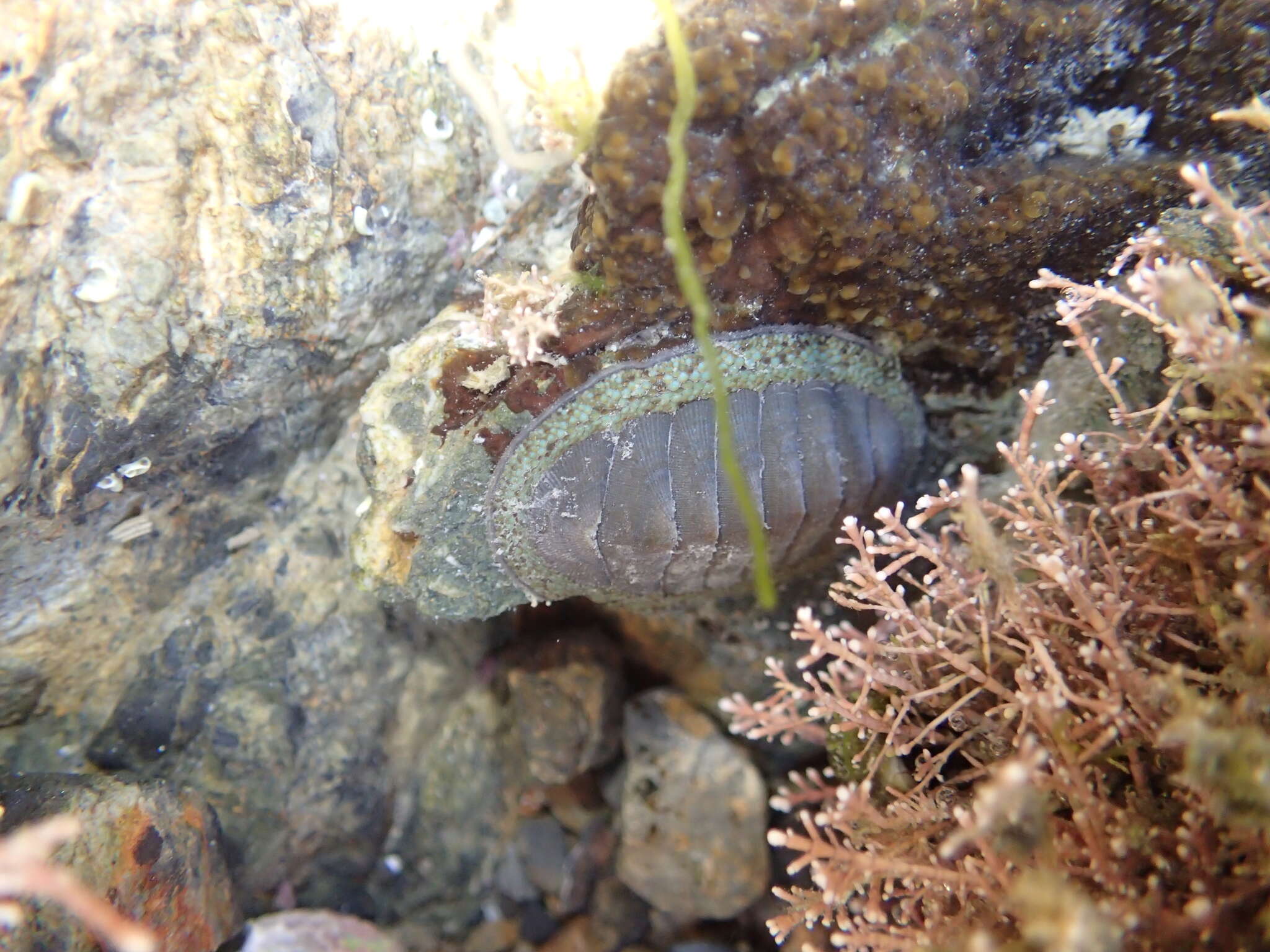 Image of blue green chiton