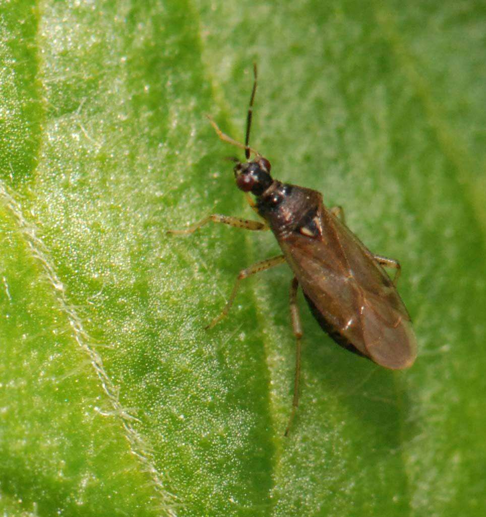 Dicyphus globulifer (Fallen 1829)的圖片